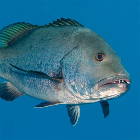 Red carp or red dog snapper, an opportunistic fish .